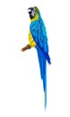 Tropical bird,big bright parrot.Blue and yellow.Watercolor illustration Royalty Free Stock Photo